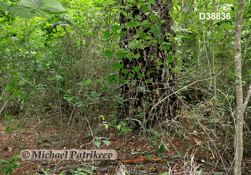 Southeastern Mixed Forests 